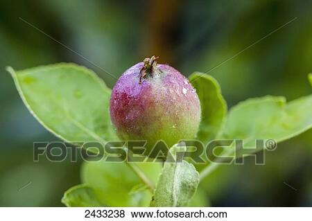 Stock Photo - A young Macintosh apple on the tree; Toronto, Ontario, Canada. Fotosearch