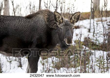 A young moose eating twigs in late winter/early spring; Palmer, Alaska, United States of America View Large Photo Image Stock Photo - A young moose eating twigs in late winter/early spring; Palmer, Alaska, United States of America. Fotosearch