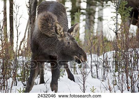 Stock Photograph - A young moose posing in late winter/early spring; Palmer, Alaska, United States of America. Fotosearch