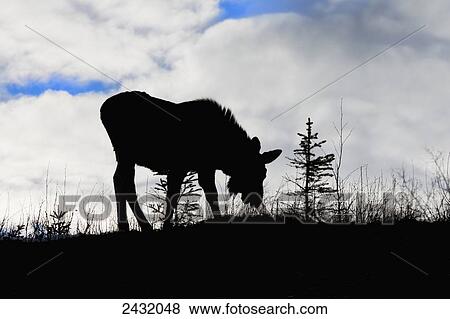 Stock Photo - A young moose silhouette on a hill; Palmer, Alaska, United States of America. Fotosearch