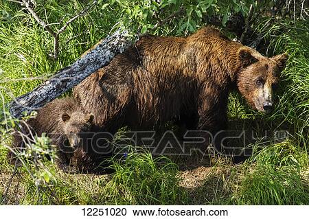 A young mother and her cub fish along the banks of a small stream in Katmai National Park, Soutwest Alaska, Summer View Large Photo Image Stock Image - A young mother and her cub fish along the banks of a small stream in Katmai National Park, Soutwest Alaska, Summer. Fotosearch