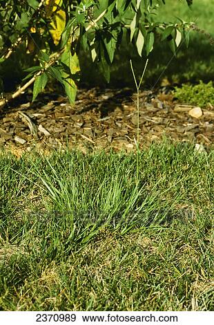 Agriculture - Weeds, Bahiagrass (Paspalum notatum) aka. Common Bahia; plant as a turf weed / California, USA. View Large Photo Image Stock Photo - Agriculture - Weeds, Bahiagrass (Paspalum notatum) aka. Common Bahia; plant as a turf weed / California, USA.. Fotosearch