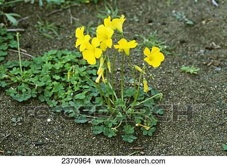 Picture - Agriculture - Weeds, Buttercup Oxalis (Oxalis pes-caprae) aka. Bermuda Buttercup, Cape Sorrel, Cape Cowslip, Sourgrass, Soursob, Yellow Sorrel, Yellow-flowered Oxalis; flowering plant / California, USA.. Fotosearch