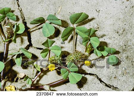 Agriculture - Weeds, California Burclover (Medicago polymorpha) aka. Barrel Medic, Burclover, Burr Medic, Medic; flowering and fruiting stem / California, USA. View Large Photo Image Stock Photo - Agriculture - Weeds, California Burclover (Medicago polymorpha) aka. Barrel Medic, Burclover, Burr Medic, Medic; flowering and fruiting stem / California, USA.. Fotosearch