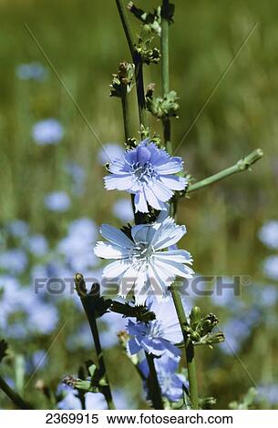 Stock Photography - Agriculture - Weeds, Chicory (Cichorium intybus) aka. Blue Daisy, Blue Sailors, Blueweed, Bunk, Coffeeweed, Succory; blue and white flower forms / California, USA.. Fotosearch