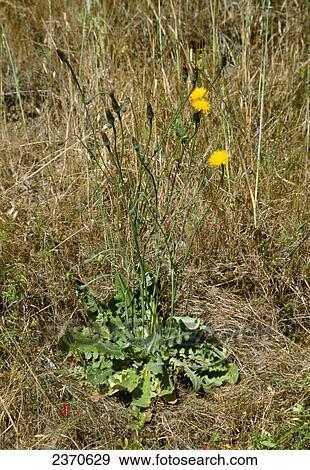 Stock Photo - Agriculture - Weeds, Common Catsear (Hypochaeris radicata) aka. Coast Dandelion, False Dandelion, Flatweed, Frogbit, Gosmore, Hairy Catsear, Long-rooted Catsear, Rough Catsear, Spotted Catsear; flowering and fruiting plant / California, USA.. Fotosearch