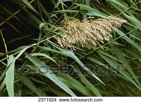 Picture - Agriculture - Weeds, Common Reed (Phragmites australis), inflorescence / California, USA.. Fotosearch