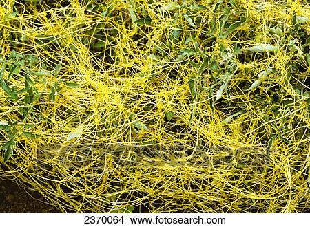 Agriculture - Weeds, Dodder (Cuscuta pentagona) aka. Angel's Hair, Devil's Gut, Love Vine, Strangle Gut, Tangle Gut, Witch's Hair, Witch's Shoelaces; infestation on tomato plants / California, USA. View Large Photo Image Picture - Agriculture - Weeds, Dodder (Cuscuta pentagona) aka. Angel's Hair, Devil's Gut, Love Vine, Strangle Gut, Tangle Gut, Witch's Hair, Witch's Shoelaces; infestation on tomato plants / California, USA.. Fotosearch