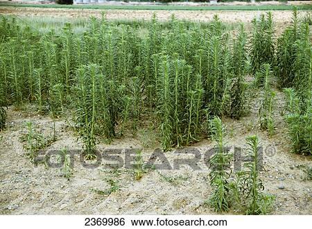 Agriculture - Weeds, Horseweed (Conyza canadensis) aka. Butterweed, Canada Fleabane, Canadian Horsetail, Coltstail, Mare's Tail, Pride Weed; infestation in an agricultural field / California, USA. View Large Photo Image Stock Photograph - Agriculture - Weeds, Horseweed (Conyza canadensis) aka. Butterweed, Canada Fleabane, Canadian Horsetail, Coltstail, Mare's Tail, Pride Weed; infestation in an agricultural field / California, USA.. Fotosearch