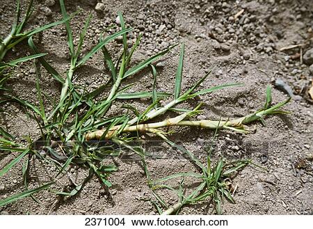 Picture - Agriculture - Weeds, Kikuyugrass (Pennisetum clandestinum), stem / California, USA.. Fotosearch