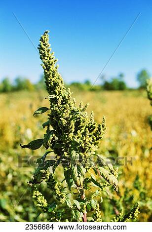 Picture - Agriculture - Weeds, mature Pigweed (Amaranthus sp. ) seedhead / Mississippi, USA.. Fotosearch