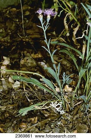 Agriculture - Weeds, Meadow Knapweed (Centaurea debeauxii ssp. thuillierii), flowering plant / California, USA. View Large Photo Image Stock Image - Agriculture - Weeds, Meadow Knapweed (Centaurea debeauxii ssp. thuillierii), flowering plant / California, USA.. Fotosearch