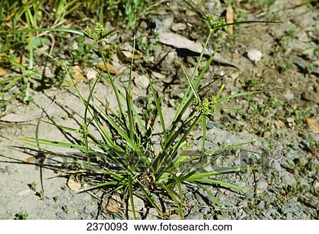 Stock Image - Agriculture - Weeds, Tall Flatsedge (Cyperus eragrostis) aka. Tall Cyperus, Tall Umbrellaplant, Tall Umbrellasedge; flowering plant / California, USA.. Fotosearch