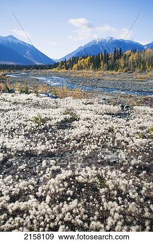 Stock Photo - Alaska Cotton Grass In Bloom Along The Alaska Highway In Early Fall.. Fotosearch