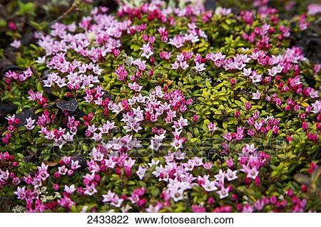 Stock Image - Alpine Azalea (Kalmia procumbens), Chena River State Recreation Area; Fairbanks, Alaska, United States of America. Fotosearch