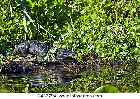 Picture - American Alligator (Alligator mississippiensis) at St. Johns River surrounded by sub tropical rainforest, Blue Spring State Park; Orange City, Florida, United States of America. Fotosearch