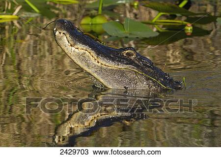 Stock Image - American alligator (Alligator mississippiensis) swimming in pond in the morning, head held up high, Everglades National Park; Florida, United States of America. Fotosearch