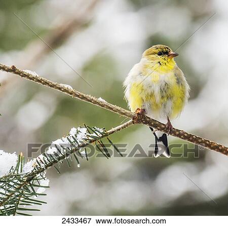 Stock Photo - American goldfinch (Carduelis tristis); Ontario, Canada. Fotosearch