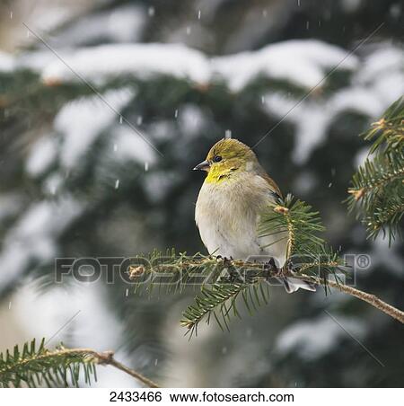 Stock Photograph - American goldfinch (Carduelis tristis); Ontario, Canada. Fotosearch