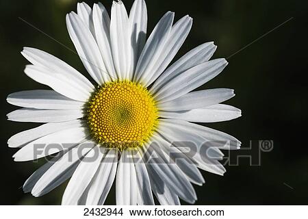 Picture - An Ox Eye Daisy blooms; Astoria, Oregon, United States of America. Fotosearch