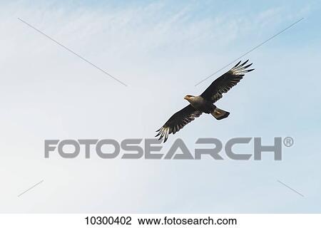 Stock Image - Andean Condor (Vultur gryphus) in flight; Torres del Paine, Magallanes and Antartica Chilena Region, Chile. Fotosearch
