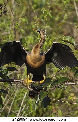 Picture - Anghinga (Anhinga anhinga) female resting in tree, wings stretched and drying, Everglades National Park; Florida, United States of america. Fotosearch