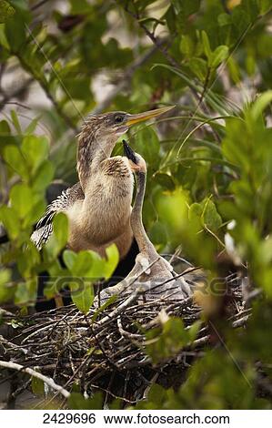 Stock Photograph - Anghinga (Anhinga anhinga) female with chick sitting in nest begging for food, Everglades National Park; Florida, United States of america. Fotosearch