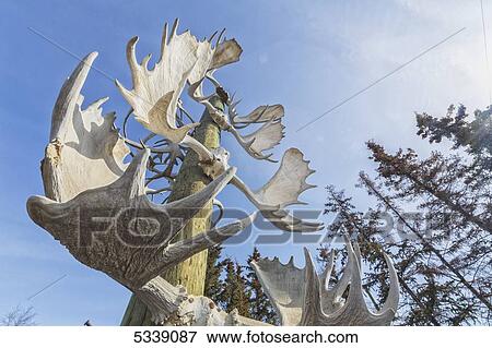Antler pole; Old Crow, Yukon, Canada View Large Photo Image Stock Photo - Antler pole; Old Crow, Yukon, Canada. Fotosearch