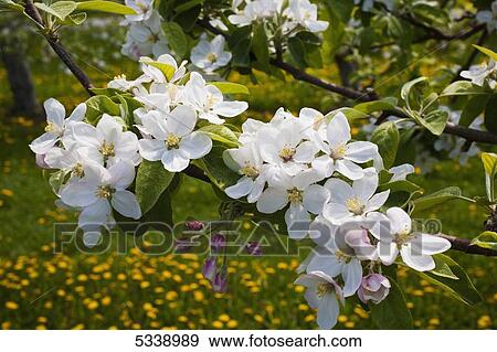 Stock Photo - Apple blossoms; Farnham, Quebec, Canada. Fotosearch