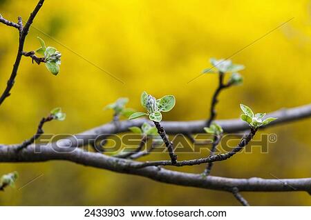 Stock Image - Apple flower buds against a yellow background; Toronto, Ontario, Canada. Fotosearch