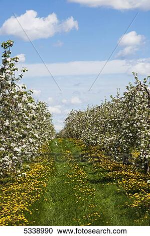 Apple orchard in bloom; Farnham, Quebec, Canada View Large Photo Image Stock Image - Apple orchard in bloom; Farnham, Quebec, Canada. Fotosearch