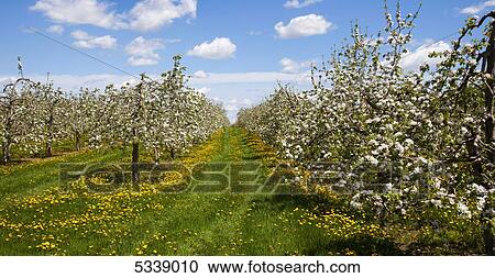Stock Image - Apple orchard in bloom; Farnham, Quebec, Canada. Fotosearch