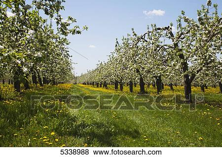 Apple orchard in bloom; Farnham, Quebec, Canada View Large Photo Image Stock Photo - Apple orchard in bloom; Farnham, Quebec, Canada. Fotosearch
