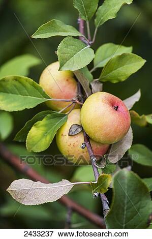 Stock Photo - Apple tree, Norfolk County; Ontario, Canada. Fotosearch