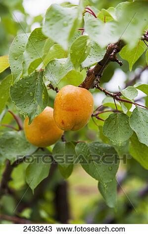 Apricots on a tree; St. Catharines, Ontario, Canada View Large Photo Image Stock Image - Apricots on a tree; St. Catharines, Ontario, Canada. Fotosearch