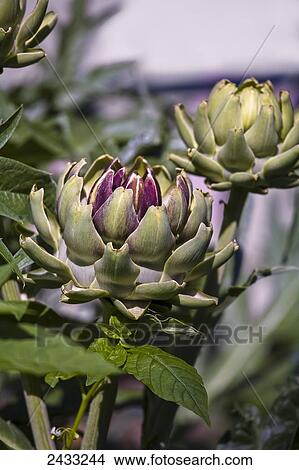 Artichokes growing in the garden; Toronto, Ontario, Canada View Large Photo Image Picture - Artichokes growing in the garden; Toronto, Ontario, Canada. Fotosearch