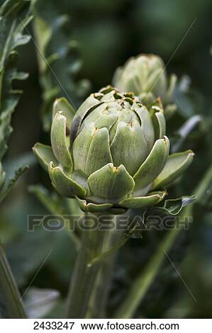 Artichokes growing in the garden; Toronto, Ontario, Canada View Large Photo Image Stock Photo - Artichokes growing in the garden; Toronto, Ontario, Canada. Fotosearch