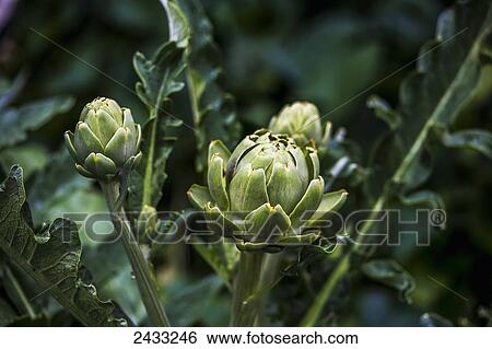 Stock Photograph - Artichokes growing in the garden; Toronto, Ontario, Canada. Fotosearch