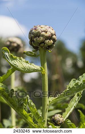 Artichokes growing in the garden against a blue sky; Toronto, Ontario, Canada View Large Photo Image Stock Photography - Artichokes growing in the garden against a blue sky; Toronto, Ontario, Canada. Fotosearch