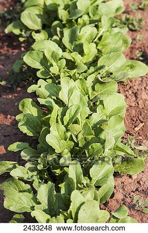 Stock Photo - Arugula plants growing in a market garden; Toronto, Ontario, Canada. Fotosearch