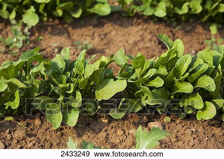 Arugula plants growing in a market garden; Toronto, Ontario, Canada View Large Photo Image Stock Photo - Arugula plants growing in a market garden; Toronto, Ontario, Canada. Fotosearch