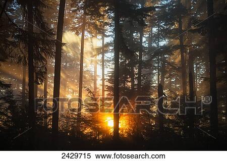 As the setting sun breaks through the fog, a starburst of colour brightens the forest, Tongass National Forest; Juneau, Alaska, United States of America View Large Photo Image Stock Photography - As the setting sun breaks through the fog, a starburst of colour brightens the forest, Tongass National Forest; Juneau, Alaska, United States of America. Fotosearch