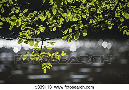 Ash tree growing near water; Ridgefield, Washington, United States of America View Large Photo Image Stock Image - Ash tree growing near water; Ridgefield, Washington, United States of America. Fotosearch