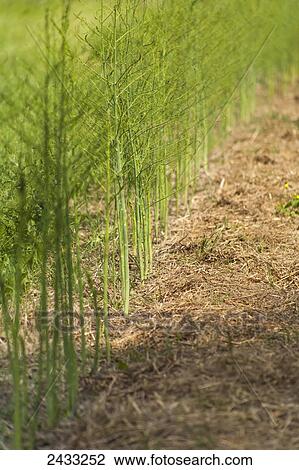 Stock Image - Asparagus plants growing in a straw mulch; Toronto, Ontario, Canada. Fotosearch