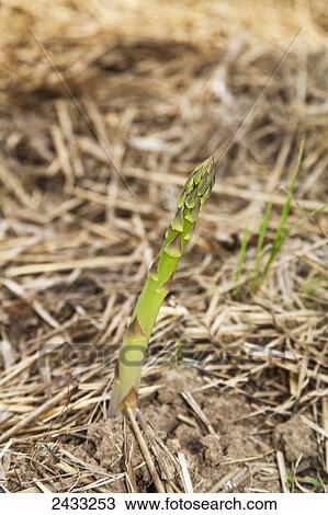 Asparagus plants growing in a straw mulch; Toronto, Ontario, Canada View Large Photo Image Stock Image - Asparagus plants growing in a straw mulch; Toronto, Ontario, Canada. Fotosearch