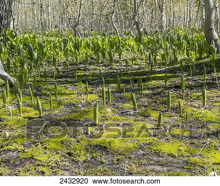 Stock Image - Aspen and wetlands species are abundant around the springs which feed Mill Creek, near Ft. Bidwell; California, United States of America. Fotosearch