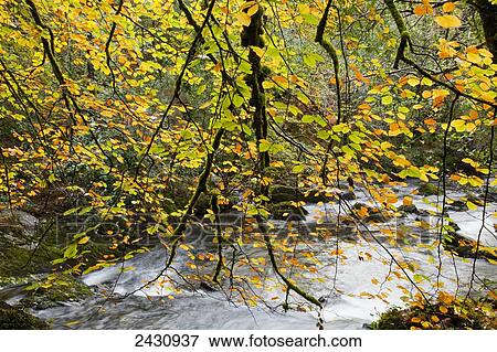Autumn coloured foliage and a flowing river; Glengarriff, County Cork, Ireland View Large Photo Image Stock Photo - Autumn coloured foliage and a flowing river; Glengarriff, County Cork, Ireland. Fotosearch