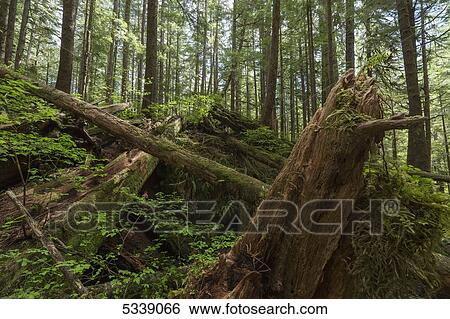 Avatar Grove; Tofino, British Columbia, Canada View Large Photo Image Stock Photograph - Avatar Grove; Tofino, British Columbia, Canada. Fotosearch
