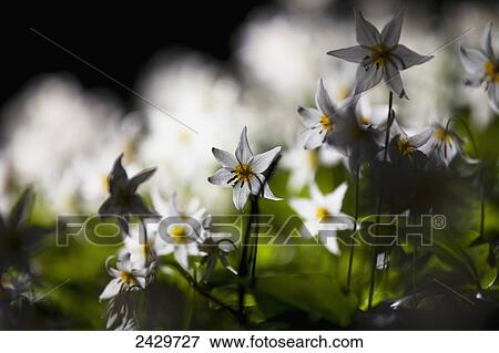 Stock Photo - Backlit avalanche lily (Erythronium montanum); Washington, United States of America. Fotosearch
