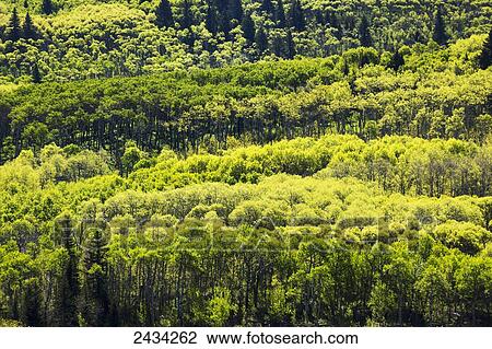 Backlit treed hillside in springtime with fresh leaves; Alberta, Canada View Large Photo Image Stock Image - Backlit treed hillside in springtime with fresh leaves; Alberta, Canada. Fotosearch